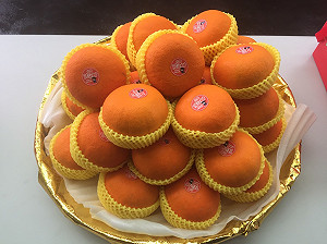 台中茂谷柑前進星馬  20公噸封櫃外銷