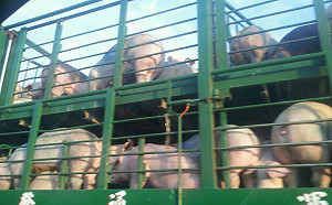 防堵非洲豬瘟能量再擴大！運豬車未來將全面加裝GPS