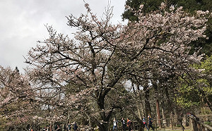 阿里山花季開跑！想要上山賞櫻交管看這裡