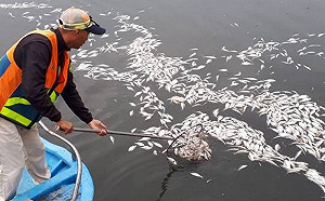 春雨後台南運河驚現大量魚群暴斃！首日打撈起2噸魚屍