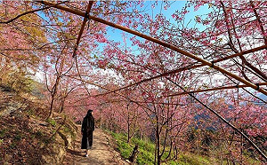 春天拜訪上帝的部落！司馬庫斯漫山櫻花景色好迷人