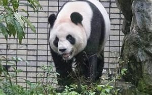 徐巧芯「跨區」救援 指養貓熊一家一年300萬