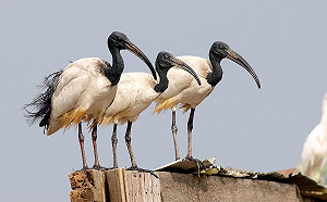吃蛋、搶空間！外來巨鳥逃犯侵犯原生種　30年後族群暴增