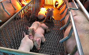 沼氣發電更環保！豬糞尿也能變黃金