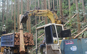 伐或不伐？5成民眾同意人工林應適度經營