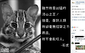 石虎遭媒體無下限貶抑！保育協會幫發聲：面對人類 我毫無招架之力