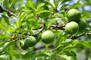 客家桐花祭》用味蕾品嚐歷史 吃出水里百年文化