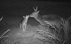 哈士奇失蹤數天後自己回家　主人調監視器發現超可愛畫面