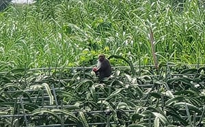 防猴保衛戰！屏東縣補助農民4.5萬元設電圍網