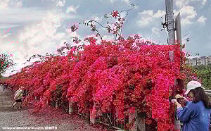 春天就是要賞花！沒說你不知道的初春5大花海大公開