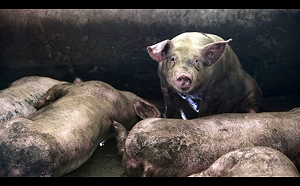 貿易戰當頭  非洲豬瘟肆虐 中國被迫大買美國豬肉2.38萬噸  