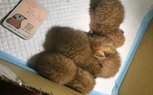 寵物店無照繁殖英短買賣  北市動保處開罰60萬勒令停業