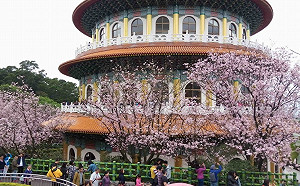 賞花去！淡水天元宮吉野櫻預估3/25-3/30盛開