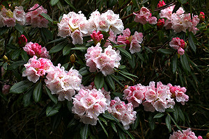 滿山滿谷杜鵑花！塔塔加玉山杜鵑5年一次大爆發