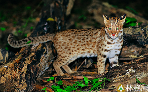 保育類動物瀕臨絕種！林務局動保經費8.2億花在哪裡