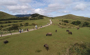 就是明天！英仙座流星雨登場  陽明山實施交通管制