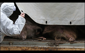 史上最大宗！美查扣454噸中國走私豬肉 憂非洲豬瘟疫情