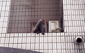 獼猴誤闖基隆住宅社區 動保所出動麻醉槍捕獲