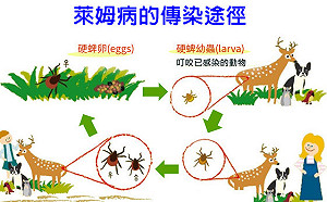 台男赴瑞典打工「鼠蹊部遭蟲咬」 成今年萊姆病首例