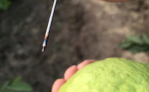 (直播)鴻海VS.高市MOU 首批燕巢芭樂出貨中