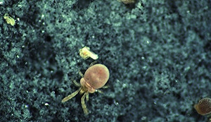 累積30例！台東恙蟲病數全台最多