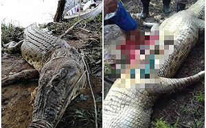驚悚慎入！4公尺巨鱷生吞活人　剖肚驚見人骨殘骸