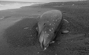 慟！花東連三起鯨豚擱淺 懷孕母鯨胃裡滿是塑膠袋