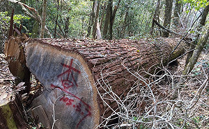 守護森林全民動員！山老鼠犯案型態大揭密