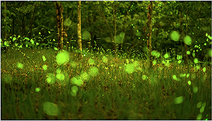 都市也能螢光閃閃！台北4大綠地賞螢搭捷運好方便