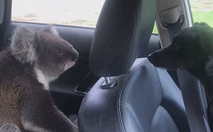 無尾熊霸車和狗狗大眼瞪小眼　爽吹冷氣不想走