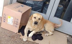 不知主人過世　阿根廷忠犬守醫院門口不願離開