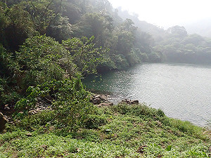 地震劫後重生 九份二山「蛛」意盎然