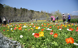 錯過等明年！梅峰農場絕美花季邁入尾聲