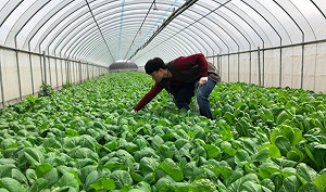 孩童吃得健康！供應新北營養午餐有機農田抽驗全數合格