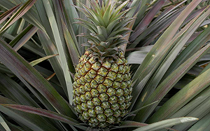 一元鳳梨假新聞衝擊外銷　農委會：國外廠商都打來問