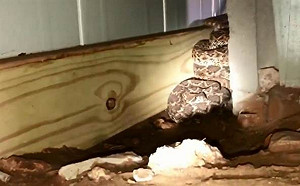 (影)根本住蛇窩！德州男子家找出45條響尾蛇