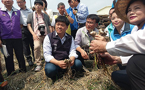 現金救蒜農  農委會：將加速補助效率