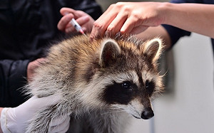 飼主照過來！新北4月份狂犬病疫苗注射優惠開跑