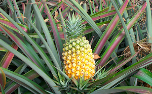 想吃鳳梨卻怕咬嘴？兩撇步助你輕鬆享用