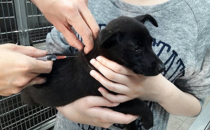 防止狂犬病！美國將禁止含中國在內113國的狗入境