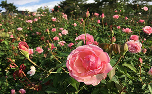 花團錦簇美景這裡就有！北市700種浪漫玫瑰花怒放中