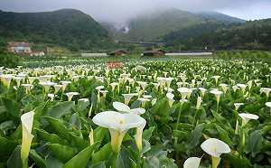 竹子湖海芋季3/29登場  交管措施報你知