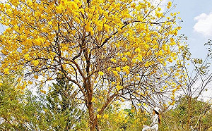 嘉義必訪踏青景點！穿梭親水公園看盡大自然之美