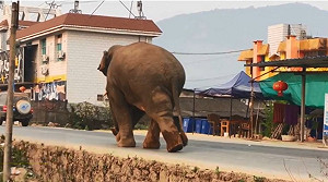 單身象發情沒得交配！闖民宅踢車毀房樣樣來