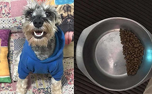受虐狗狗找到新家仍有陰影  吃飯只敢吃一半好心酸