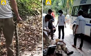 男子徒手抓「眼鏡王蛇」炫耀　下一秒被咬慘死