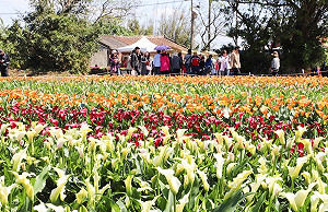 20萬株花海齊放 桃園彩色海芋季4/4盛大登場 