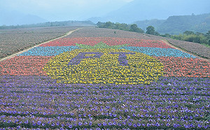 誰說鳳梨田黯淡無光！屏東5萬株鳳梨化身繽紛花田