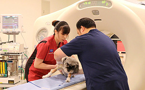 飼主注意！毛小孩罹癌率高　陽明首創寵物正子斷層掃描