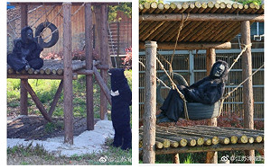 傻眼！動物園猩猩工讀生扮的　遊客怒：花錢看你耍人？